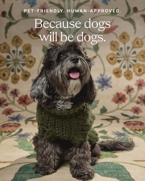 This ad features a dog in a sweater sitting on a rug. The rug is being promoted as 'pet-friendly' and 'human