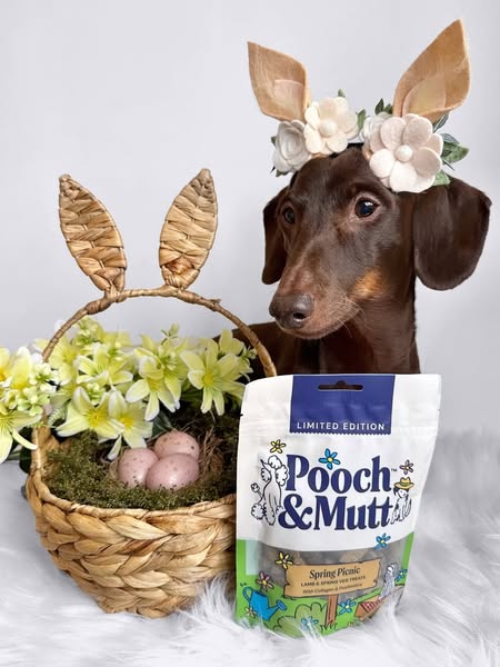 frankie_dachshund03 ad