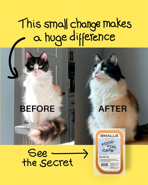The image ad compares the cat before eating the product and after eating the product.