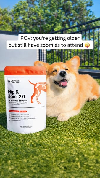 Maxine the Fluffy Corgi ad