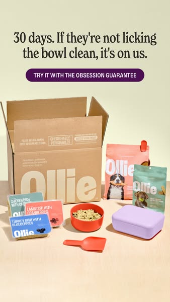 This ad showcases Ollie dog food inside of an opened box that contains pouches of the dog food, a scoop, a dog bowl with