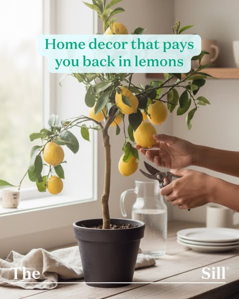 This image ad for The Sill promotes a lemon tree as a stylish and functional home decor item. The ad emphasizes the uniq