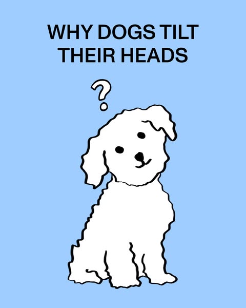 The image is a lighthearted graphic that piques curiosity about the common behavior of dogs tilting their heads, likely 