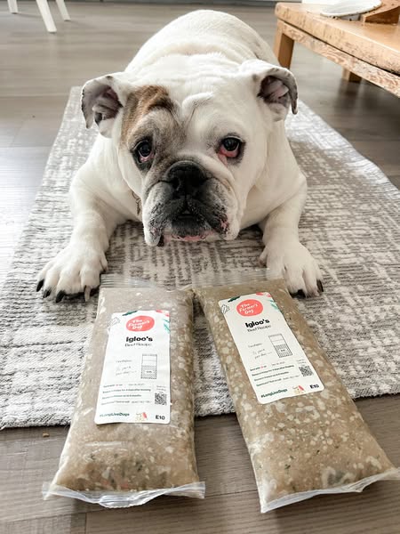 Eggnogthebulldog ad