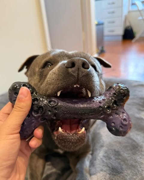 Nylah the blue Staffy ad