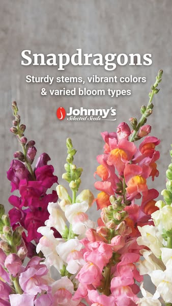 A close-up shot of colorful snapdragons promotes their sturdy stems, vibrant colors, and varied bloom types from Johnny&