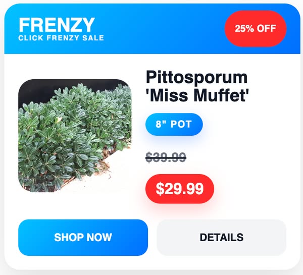 Hello Hello Plants Nursery ad