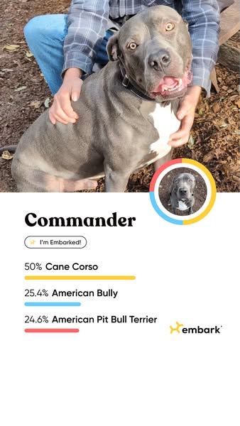This ad shows a dog named Commander and lists the breakdown of his breed. It uses the Embark logo, suggesting that Comma