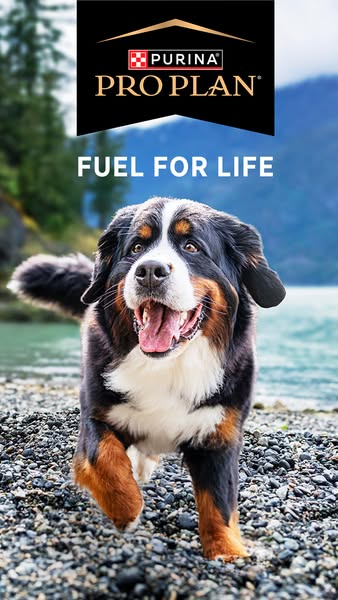 This ad features a happy dog and promotes Purina Pro Plan dog food.