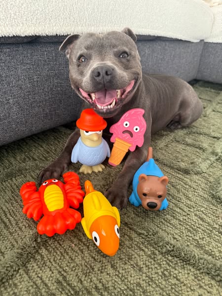 Nylah the blue Staffy ad