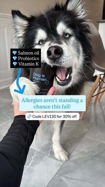Levi the Husky Rescue ad