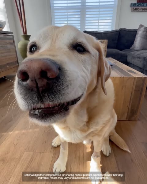 Magnus The Therapy Dog ad