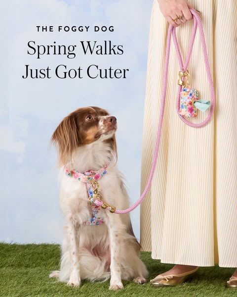 An image ad showcasing a spring walking set from The Foggy Dog featuring a floral pattern. The ad focuses on a dog weari