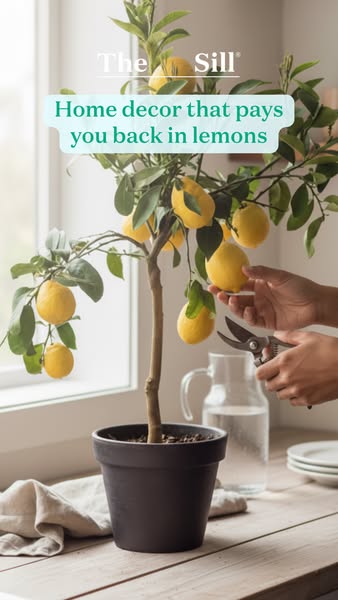 This ad by The Sill features a lemon tree as home decor, emphasizing that it not only enhances your space but also provi