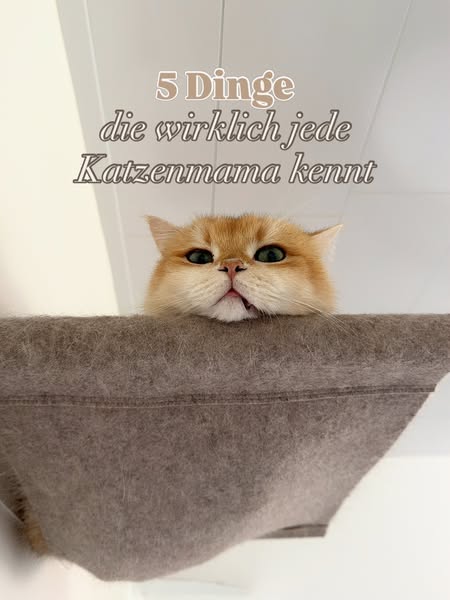 sinascolorcats ad