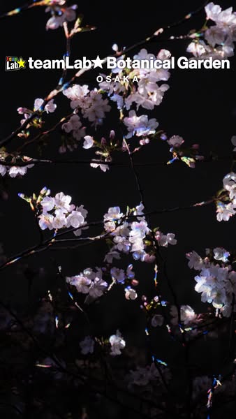 This image ad promotes teamLab Botanical Garden Osaka with a close-up shot of cherry blossoms against a dark background.