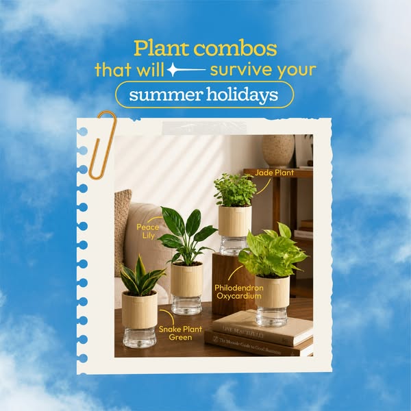 This ad promotes plant combos, specifically those that are easy to maintain and require little care, implying they can &