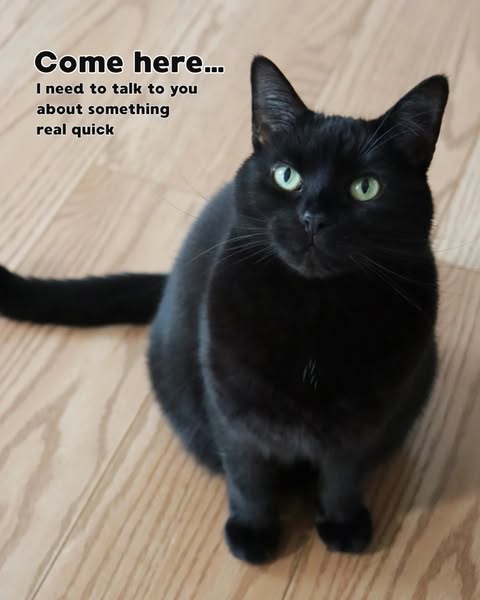 Moka The Black Cat ad
