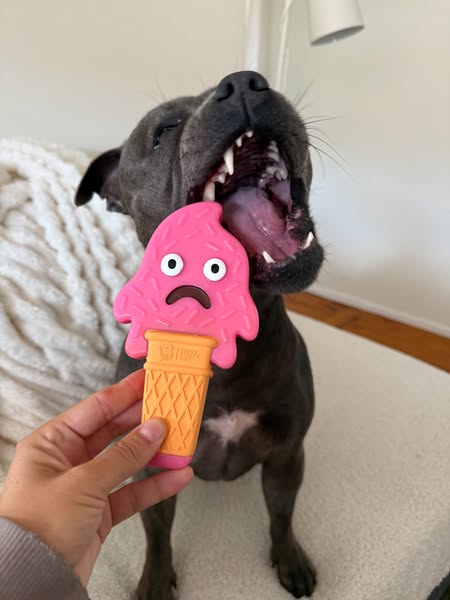 Nylah the blue Staffy ad