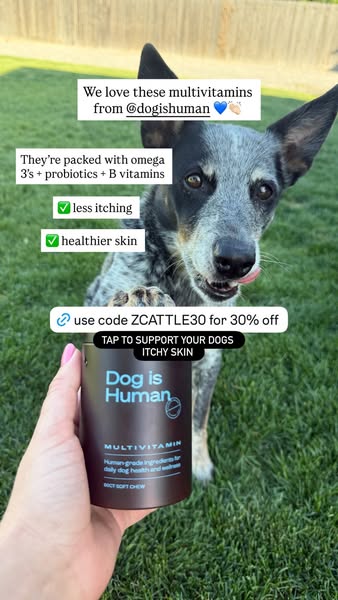 The Z Cattle Dogs ad