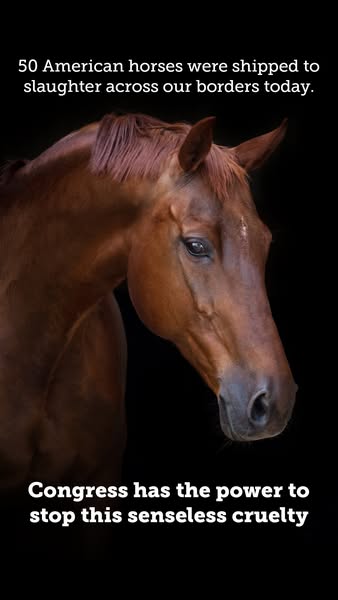 This ad uses a close-up photo of a horse and text overlays to highlight the issue of American horses being shipped to sl