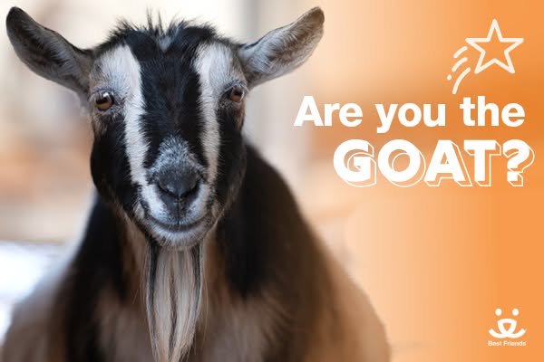 This image ad by Best Friends uses an image of a goat along with the text "Are you the GOAT?" to engage people