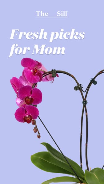 This ad by The Sill promotes flowers for Mother's Day. The image displays a bright pink orchid against a pastel blue