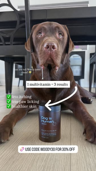 The Lab Woody ad