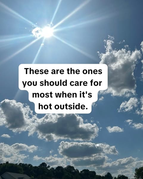 This image ad emphasizes the importance of caring for certain things when it is hot outside. The ad does not directly me
